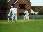 Charging the bowler